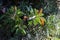 Green and Orange Colored Leafy Plants Growing in Madeira during a Sunny Day