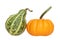 Green and orange gourd