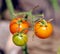 Green and orange grape Tomato `Christmas Grapes` Gorgeous bunches of sweet cherry tomatoes