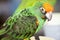 Green and Orange Parrot