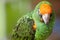 Green and Orange Parrot