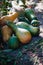 Green and orange pumpkins of different shapes, bottle lie in a heap in the garden. In a dark tone. Thanksgiving concept