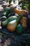 green and orange pumpkins of different shapes, bottle lie in a heap in the garden. In a dark tone. Thanksgiving concept