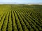 Green Orange Stripes - Orange Grove Rows Point to the Foothills