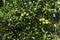 Green oranges ripen on the tree closeup