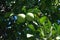 Green oranges ripen on the tree closeup