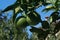 Green oranges ripen on the tree closeup