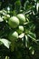 Green oranges ripen on the tree closeup