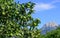 Green oranges ripening on a tree