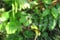 Green Orchard spider, Leucauge Venusta
