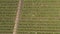 Green orchard, top view. Many dwarf trees are planted in parallel lines, a dirt road crosses the garden. Aerial drone view