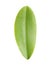 Green orchid leaf on white background