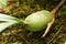 Green orchid root plants in the forest