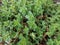 Green oregano plant or bush and brown leaves