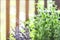 Green oregano plant, closeup. Aromatic herbs in pots. Set of culinary herbs, oregano with lavender. Alternative medicine