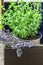 Green oregano plant, closeup. Aromatic herbs in pots. Set of culinary herbs, oregano with lavender. Alternative medicine