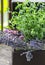 Green oregano plant, closeup. Aromatic herbs in pots. Set of culinary herbs, oregano with lavender. Alternative medicine