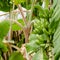 Green organic banana bunch on the tree tropical climate fruit square