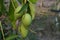 Green organic mangoes in orchard. Agriculture concept.Export fruits of Thailand