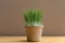 green organic wheatgrass in the recycled paper pot on wood table and brown wall