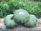 Green organics pumpkins