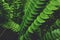 Green ornamental fern leaf texture