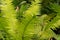 Green Ornamental Fern Like Leaves of the Plant growing in the garden