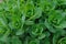 Green ornamental plant. cabbage. succulents.Natural background of green leaves of a flower.