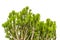 Green ornamental plants isolated on white background, Malayan spurge tree, Euphorbia antiquorum L