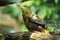 Green oropendola