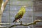 Green oropendola, Psarocolius viridis with pale bill with an orange tip sits on the tree branch