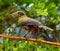 Green oropendola, Psarocolius viridis with pale bill with an orange tip sits on the tree branch.