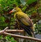 Green oropendola, Psarocolius viridis with pale bill with an orange tip sits on the tree branch.