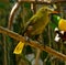 Green oropendola, Psarocolius viridis with pale bill with an orange tip sits on the tree branch.