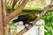 Green oropendola Psarocolius viridis small green bird is eating on the tree leaf. Tropical bird naturally living in Brazil