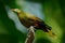 Green Oropendola, Psarocolius viridis, tropic bird with white bill and blue eye. Portrait of exotic bird from Brazil, clear green