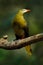 Green Oropendola, Psarocolius viridis, tropic bird with white bill and blue eye. Portrait of exotic bird from Brazil, clear green