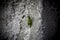 Green Orthoptera grasshopper on a concrete wall.