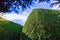 Green outdoor maze wall under blue sky.