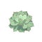 Green outlined Echeveria on white isolated background, vector succulent Stone Rose in Cartoon style, isolated indoor succulent
