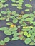 Green oval leaves on water with reflection of clouds, close-up