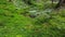 Green overload with lake in Rarau & Giumalau Mountains