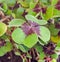 Green Oxalis, purple spots, many of the species are known as wood sorrels, clover four leaves, close up.