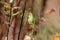 Green Pacific Treefrog