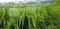 It is green paddy agriculture field. It is sheaf of paddy\\\'s image.