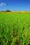 Green paddy field