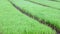 Green Paddy field