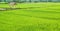 Green paddy field of immature rice plants with a rustic style pavilion, Thailand