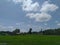 Green paddy field under blue sky at Nagaland