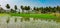 Green paddy fields against the backdrop of coconut trees in Tadepalligudem, Andhrapradesh, India